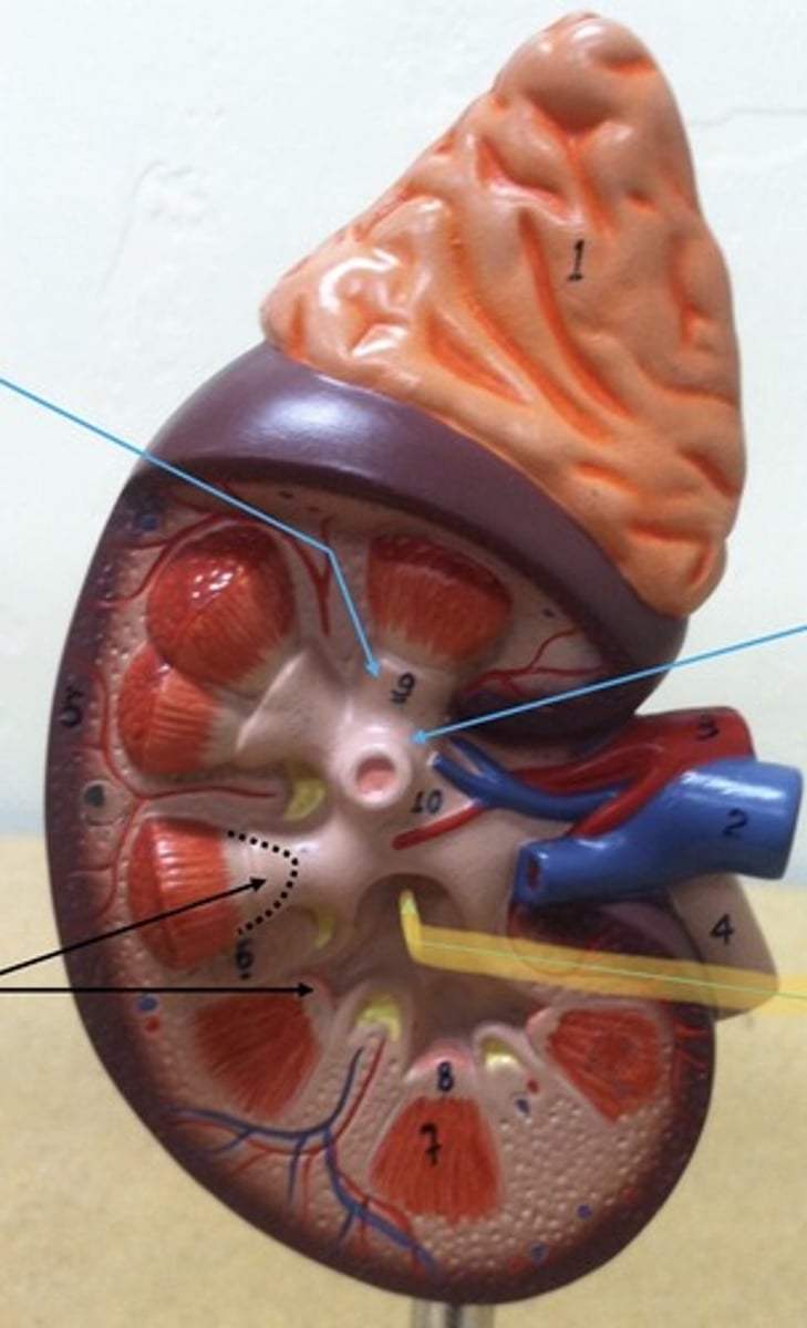 knowt flashcard image