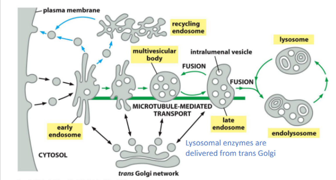<p>act as sorting hubs in the endocytic pathway, directing internalized cargo either back to the plasma membrane for recycling or forward to late endosomes and lysosomes for degradation.</p>