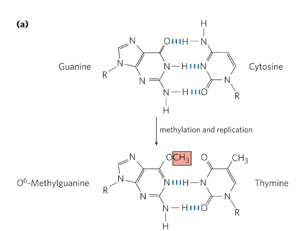 <p>addition of alkyl groups to DNA bases</p><ul><li><p>from chemicals, eg. cigarette smoke, mold, burnt foods</p></li><li><p>leads to mutations and disruption of DNA replication</p></li><li><p>ex. O<sup>6</sup>-methylguanine → methyl added to gunanine carbonyl group</p><ul><li><p>common + highly mutagenic lesion</p></li><li><p>methyl group blocks repulsive interaction b/w G + T oxygens</p><ul><li><p>enables pairing w/ thymine rather than cytosine</p></li></ul></li></ul></li></ul><p></p>
