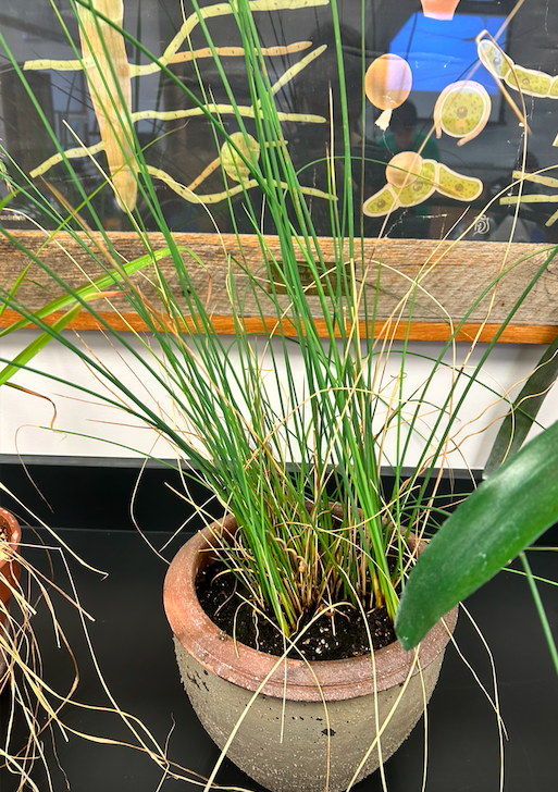 <p><span style="background-color: transparent;"><span>Order? Family?</span></span></p>