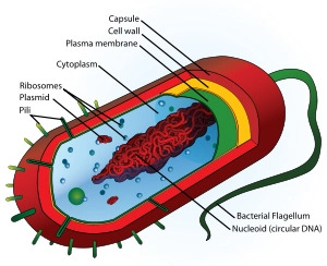 <p>mostly unicellular bacteria w/ 1 strand of DNA floating as a nucleoid, has no complex organelles and <em>usually</em> asexually reproduces</p>