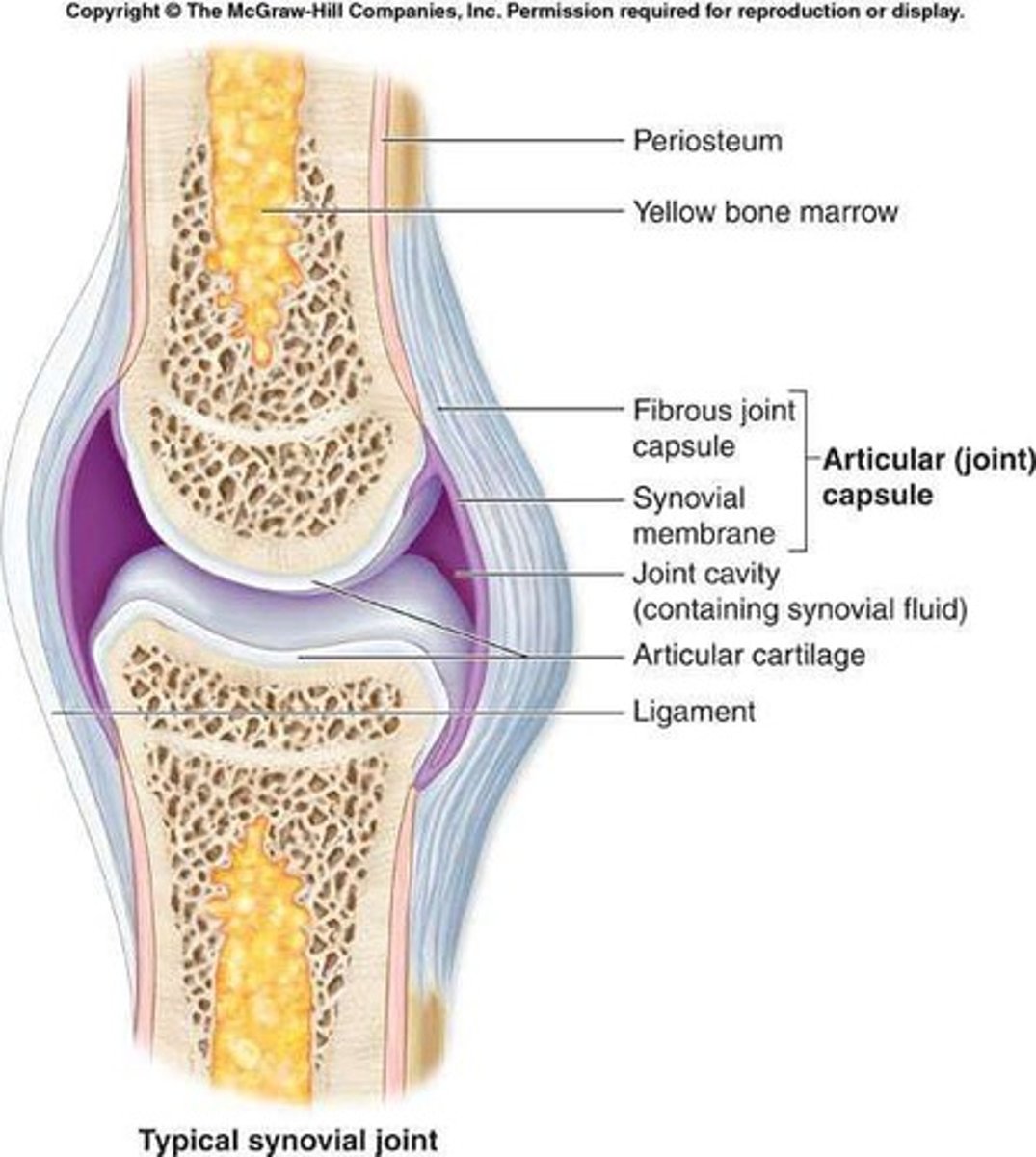<p>Freely movable joints and the most common type in the body.</p>