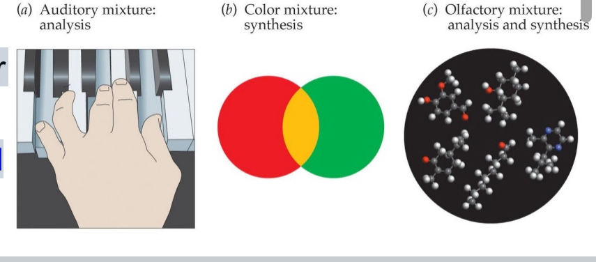 <ul><li><p>We rarely smell “pure odorants,” rather we smell mixtures</p></li><li><p>Chocolate smell is based on: ~600 odorants even though we have 300 - 400 receptors</p><ul><li><p>Like how in vision we have 3 photoreceptors and can sense all kids of photoreceptors</p></li></ul></li><li><p>Olfaction rather synthetic but can be trained</p></li></ul><p></p>