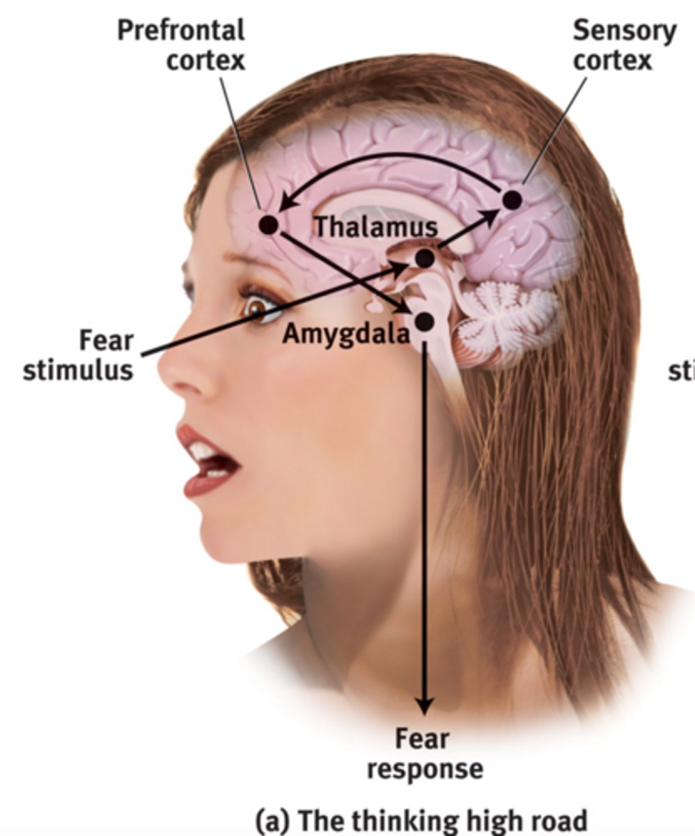 <p>I introduced theories of emotion, focusing on the role of cognitive processing for the "high road" in emotional experience.</p>