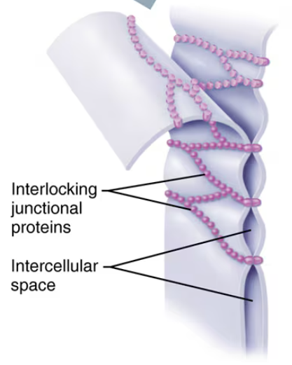 <p>Impermeable junctions prevent molecules from passing through the intercellular space </p>