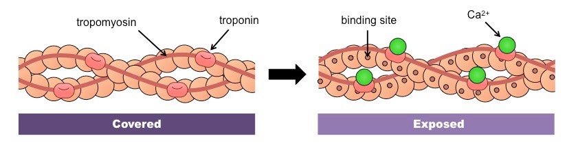 <ul><li><p>Actin </p></li><li><p>Myosin</p><ul><li><p>2 actin per myosin </p></li><li><p>Thick filament with globular head</p></li></ul></li><li><p>Tropomyosin </p></li><li><p>Tropnin</p></li></ul><p></p><p>Attached to z disk </p><p>z disk → z disk = sarcomere</p>