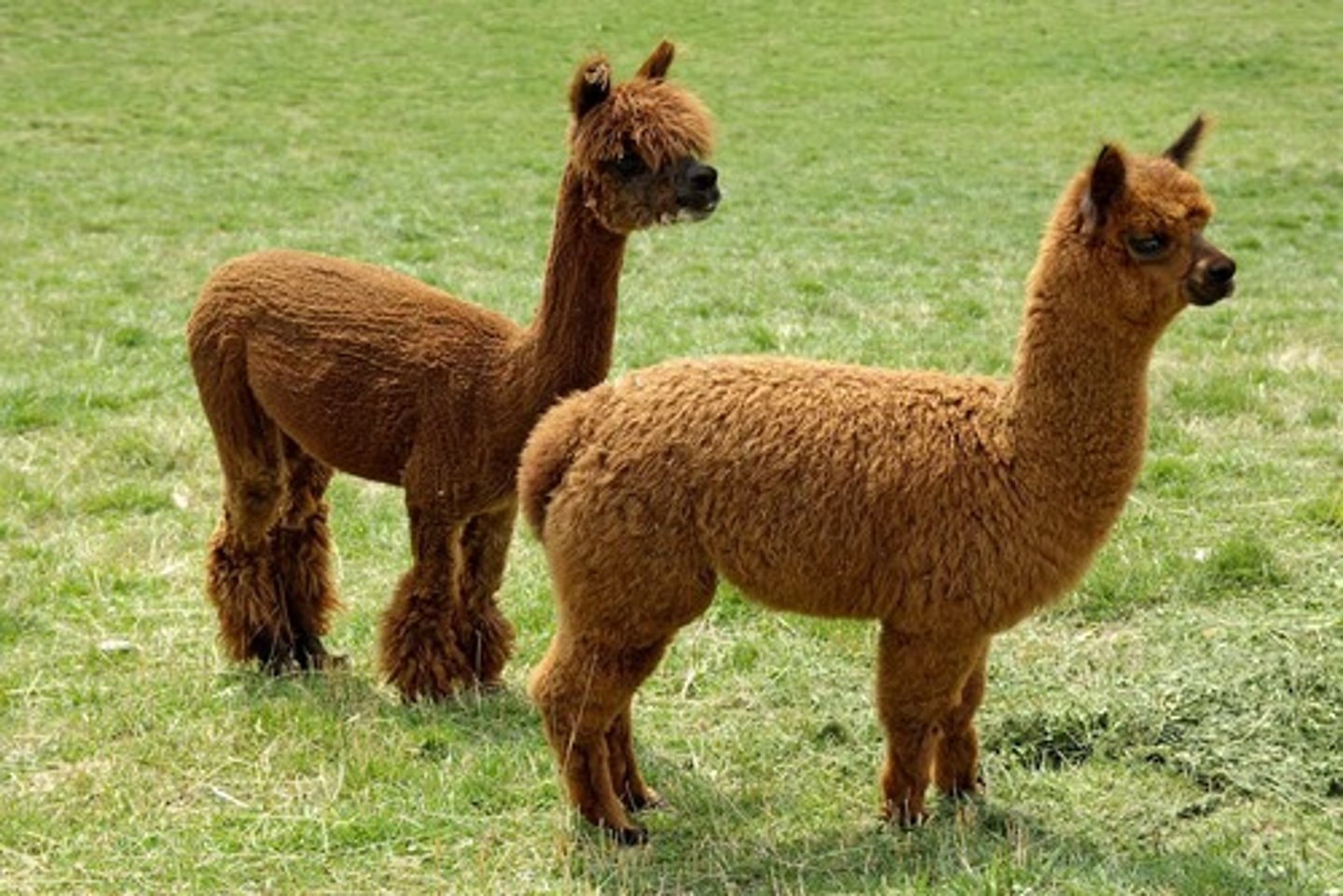 <p>South American camelids, popular in UK farming.</p>