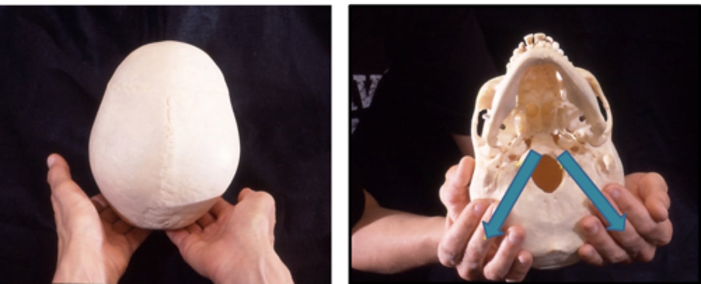 <p>soft tissue technique</p><p>cradling occiput with both hands and extending the fingers from inino as far towards the foramen magnum as possible</p><p>with slight flexion os the distal interphalangeal joints, the distracting force is held until a release or softening is felt and both sides of the occiput feel simlar</p>