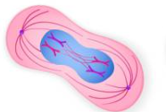 <ul><li><p><span>Spindle fibers pull sister chromatids in opposite directions towards the poles of the cell</span></p></li><li><p><span>Centromere regions separate</span></p></li></ul>