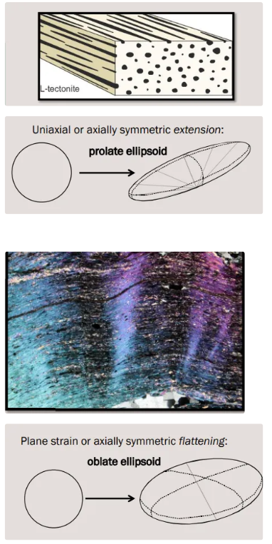 <ol><li><p>L.tectonites</p><ul><li><p>Linear tectonic fabric</p></li><li><p>Looks like a fistful of pencils</p></li><li><p>Examples: amphibolite fabrics, stretch pebbles</p></li></ul></li></ol><p></p><ol start="2"><li><p>S-tectonites</p><ul><li><p>Planar tectonic fabrics</p></li><li><p>Sheet-like</p></li><li><p>Examples: mica-defined/gneissose banding</p></li></ul></li></ol><p></p>