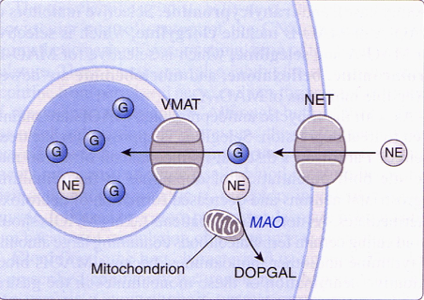 <p>- accumulation of NE in cytosol will lead to it being metabolized <br>- since Ephedrine displaced NE from vesicle, no new release of NE and overtime [NE] ↓ in the cleft → going from good highs to low. becomes inhibitory chronically</p>