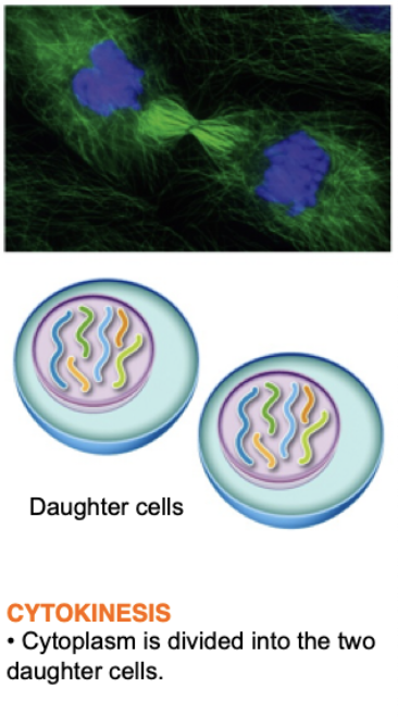 <ul><li><p>The second part of the mitotic phase</p></li><li><p>Physical separation of the cytoplasmic components into two daughter cells</p></li></ul>