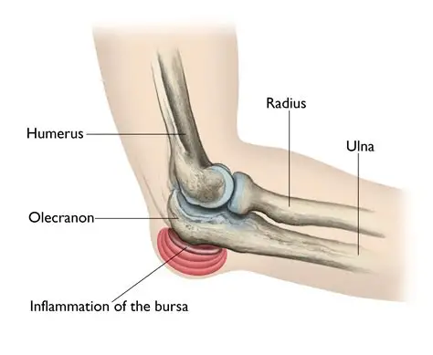 <p>The *bony tip of the elbow* — insertion site of Triceps. Feels like a pointy bump behind the elbow.</p>