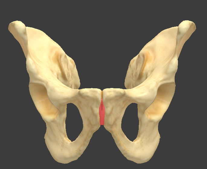 <p>What structure is highlighted in red?</p>