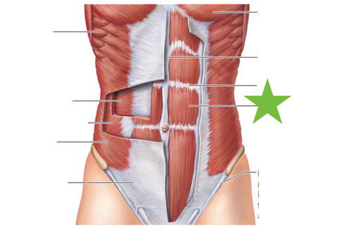 <p>Muscle, Origin, and Insertion </p>