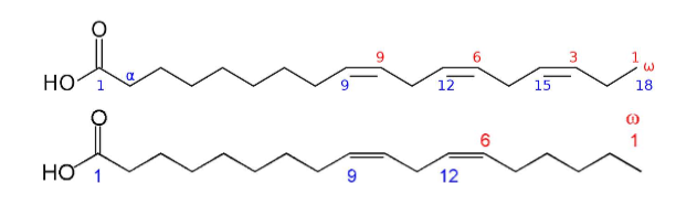 <p>Characteristics of Vitamin “F”</p>