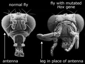 <p>→ determine the layout of body, determine where the head and appendages grow</p>