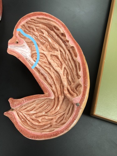 knowt flashcard image