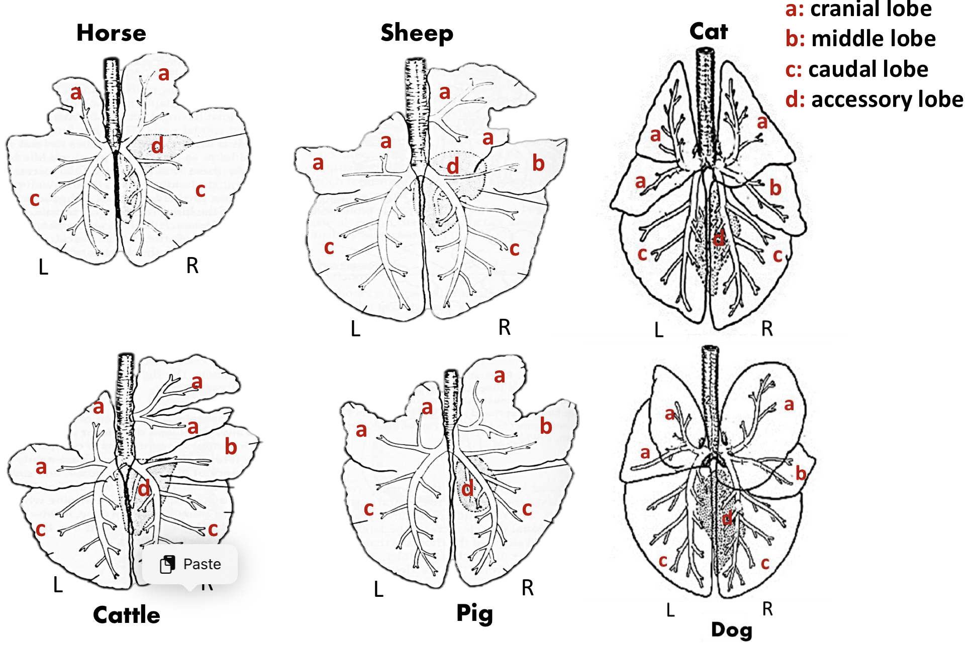 <p><strong><u>Species:</u></strong></p><ul><li><p><strong>1</strong> =<strong> Horse</strong></p></li><li><p><strong>2</strong> = <strong>Sheep </strong></p></li><li><p><strong>3</strong> = <strong>Cat</strong></p></li><li><p><strong>4</strong> = <strong>Cattle</strong></p></li><li><p><strong>5</strong> = <strong>Pig</strong></p></li><li><p><strong>6</strong> = <strong>Dog </strong></p></li></ul><p><strong><u>Lobes:</u></strong></p><ul><li><p><strong>a</strong> = <strong>Cranial lobe</strong></p></li><li><p><strong>b </strong>= <strong>Middle lob </strong></p></li><li><p><strong>c </strong>= <strong>Caudal lobe </strong></p></li><li><p><strong>d </strong>= <strong>Accessory lobe</strong></p></li></ul><p></p>