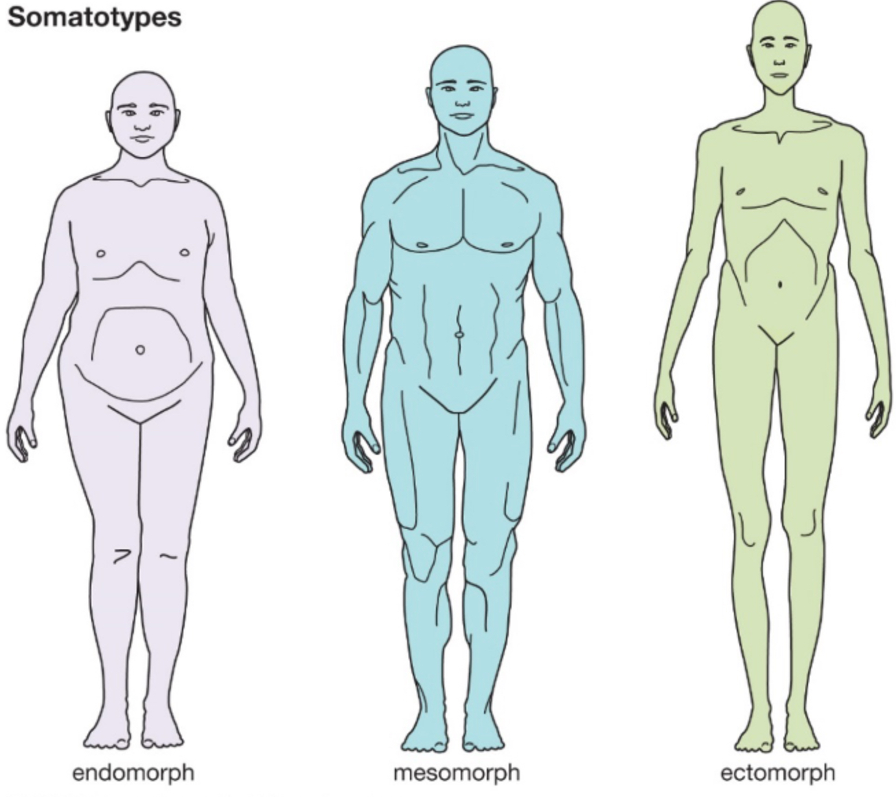 <ol><li><p>Endomorph: Rounded body tending towards fatness</p></li><li><p>Mesomorph: Large, bony with well-defined muscles</p></li><li><p>Ectomorph: Light-boned with a slight musculature</p></li></ol>