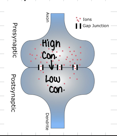 <ul><li><p>fast</p></li><li><p>connected to pre/post-synapses via junctions</p></li><li><p>transmits a signal directly</p></li><li><p>less common</p></li><li><p>allow ion flow</p></li></ul><p></p>