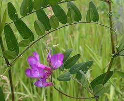 Wild vetch