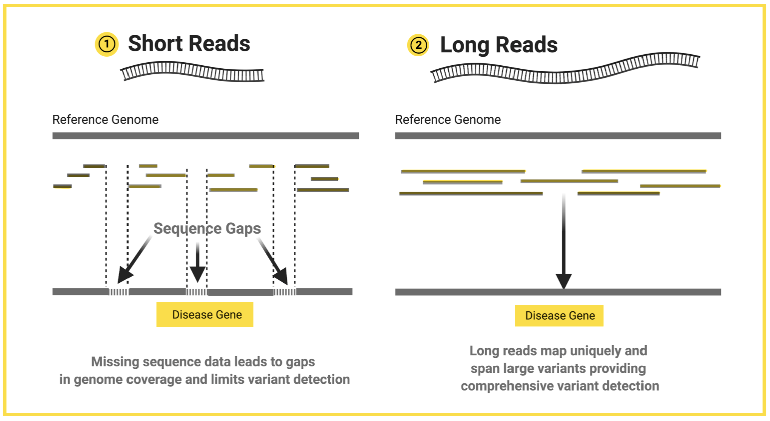 <ul><li><p>Short reads = Illumina (second-generation).</p></li><li><p>Long reads = Oxford nanopore (third-generation).</p></li></ul><p></p>