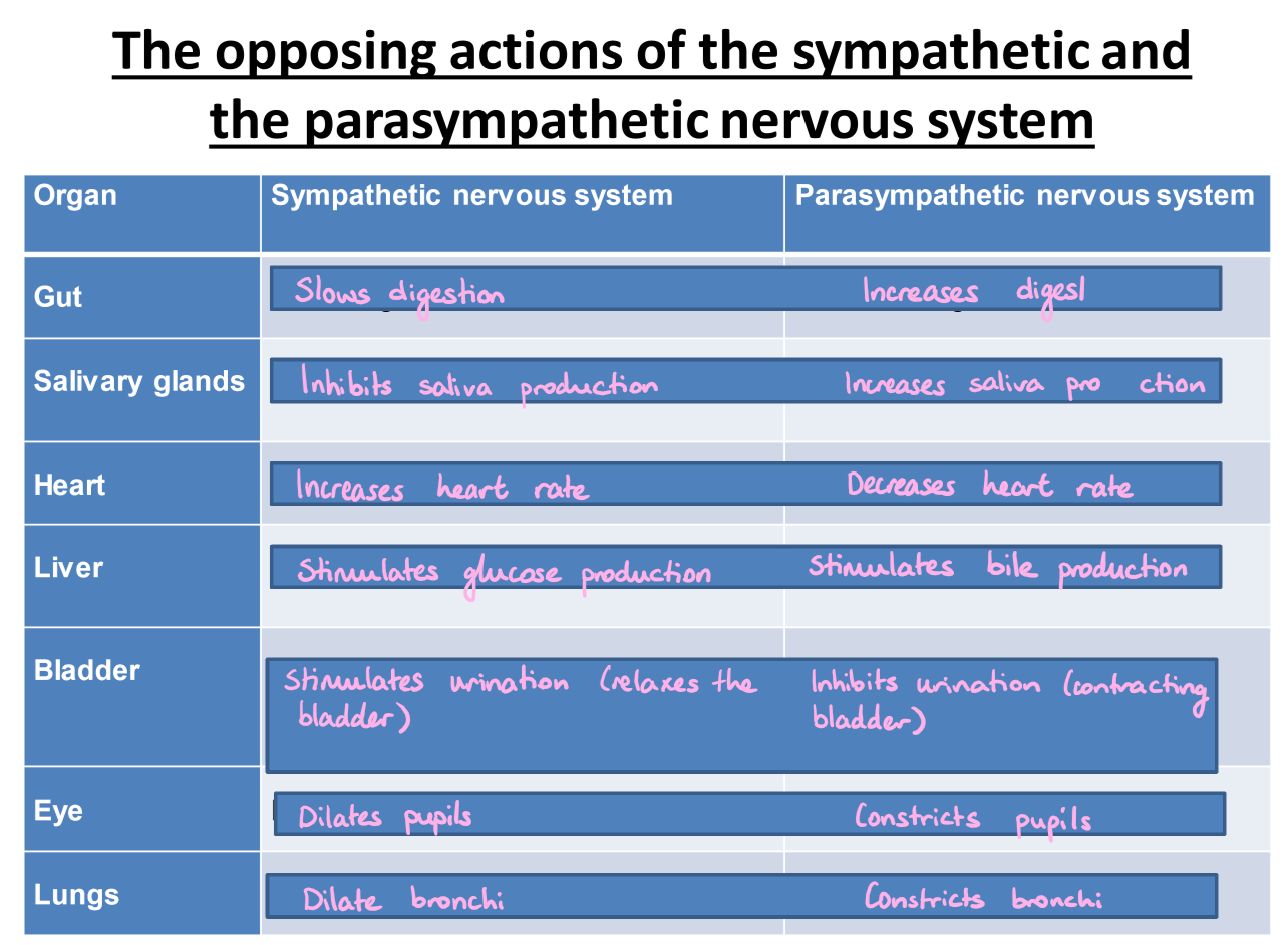 <p>All the nerves <strong>outside</strong> the CNS make up the peripheral nervous system. This function of this part of the nervous system is to send nerve impulses from the CNS (the brain and spinal cord) to the rest of the body and from the body back to the CNS.</p><p>The PNS involves <span style="color: red"><strong>SENSORY NEURONS</strong></span> and <span style="color: red"><strong>MOTOR NEURONS</strong></span>.</p><p>There are two main divisions of the peripheral nervous system, the <span style="color: rgb(180, 71, 222)"><strong>somatic nervous system</strong></span> and the <span style="color: rgb(66, 102, 210)"><strong>autonomic nervous system (ANS)</strong></span>.</p><p></p><p><span style="color: rgb(180, 71, 222)">The somatic nervous system is responsible for carrying sensory and motor information to and from the spinal cord via sensory and motor neurons.</span></p><p><span style="color: rgb(180, 71, 222)">Sensory neurons relay messages <strong>to</strong> the CNS, and motor neurons relay information <strong>from</strong> the CNS to other areas of the body.</span></p><p><span style="color: rgb(180, 71, 222)">The somatic system is involved in causing voluntary processes to happen as it is also involved in reflex actions without the involvement of the CNS, which allows the reflex to occur very quickly.</span></p><p></p><p><span style="color: rgb(66, 102, 210)">The autonomic system is made of just motor neurons.</span></p><p><span style="color: rgb(66, 102, 210)">It controls internal glands and organs and it is responsible for involuntary/automatic actions which do not require conscious awareness, for example, the heart beating.</span></p><p><span style="color: rgb(66, 102, 210)">The ANS has two parts: the <strong><mark data-color="#ccca78" style="background-color: #ccca78; color: inherit">sympathetic</mark></strong> and the <strong><mark data-color="#d39dae" style="background-color: #d39dae; color: inherit">parasympathetic</mark></strong>. These two divisions actions are mostly antagonistic as they tend to regulate the same organs but have opposite effects.</span></p><p></p><p><span style="color: rgb(66, 102, 210)"><strong><mark data-color="#ccca78" style="background-color: #ccca78; color: inherit">The sympathetic systems tends to use noradrenaline, which has stimulating effects. It generally prepares the body to expend energy for fight or flight (so kicks in when you are stressed).</mark></strong></span></p><p><span style="color: rgb(66, 102, 210)"><strong><mark data-color="#d39dae" style="background-color: #d39dae; color: inherit">The parasympathetic tends to use acetylcholine, which has inhibiting effects. It generally maintains and conserved body energy and functions (so kicks in when you aren’t stressed i.e. after the “threat” has passed so your body can return everything to normal after fight or flight).</mark></strong></span></p><p><span style="color: rgb(66, 102, 210)"><strong>SEE IMAGE ATTACHED!!!</strong></span></p><p></p><p>(So somatic nervous system has sensory and motor neurons whereas autonomic nervous system only has motor neurons.)</p>