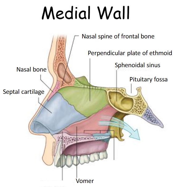 <p>The medial wall includes the nasal septum, which is primarily formed by the vomer and ethmoid bones. </p>