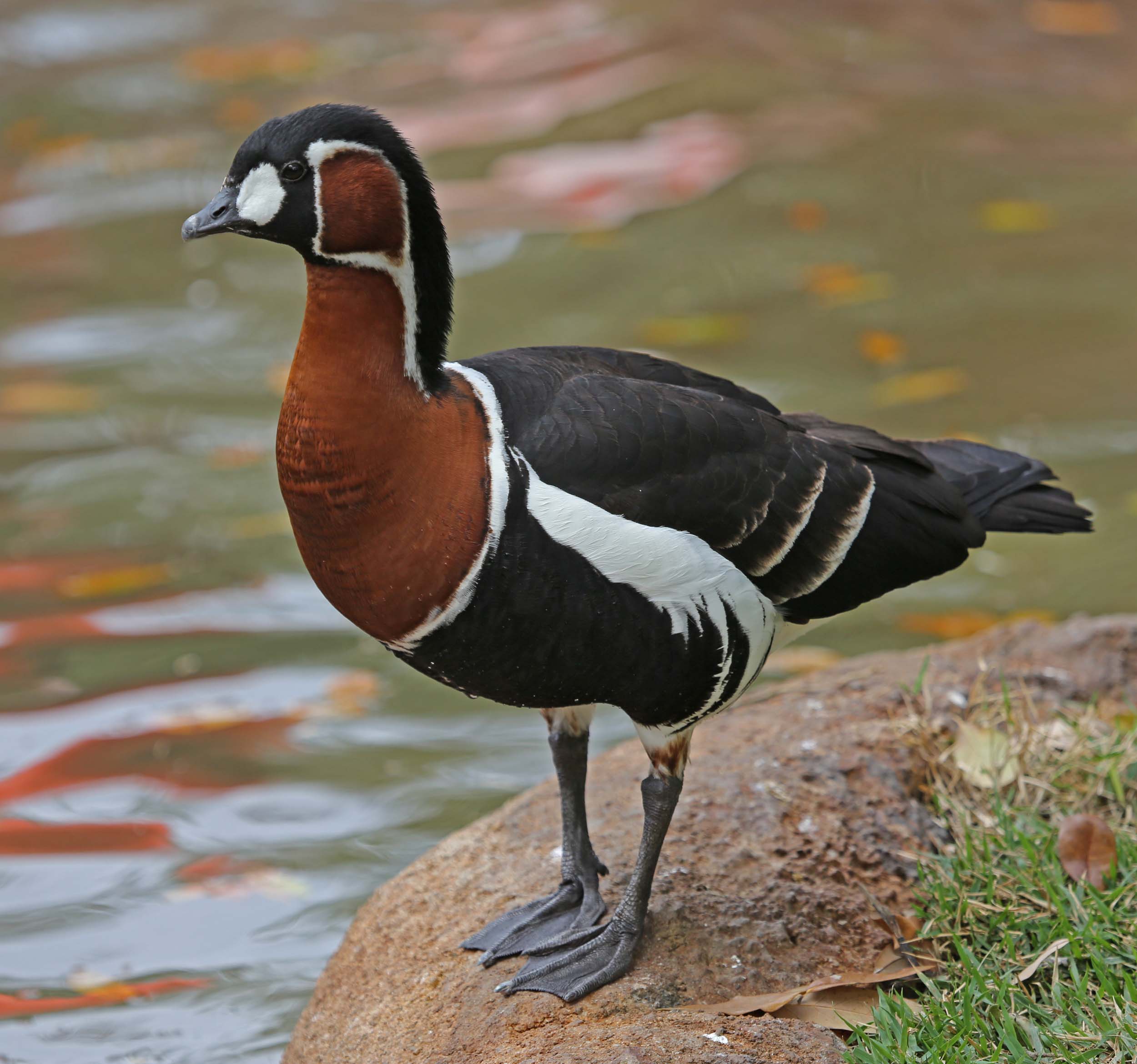 <p>Red-breasted Goose </p>