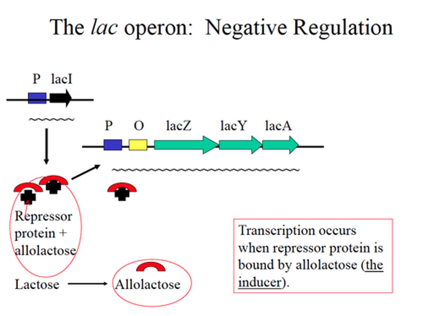 <p>3 genes → lacZ, lacY, lacA</p><p>LacI - repressor gene</p>