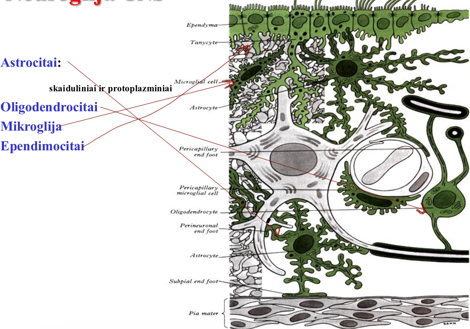 <p>Astrocitai - rupinasi neuronu</p><p>Oligodendrocitai - izoliuoja aksonus ir dendritus, formuoja dangalus</p><p>Mikroglija - apsaugine, imunine lastele</p><p>Ependimocitai - gamina smegenu skysti, iskloja smegenu skilvelius</p><p></p>
