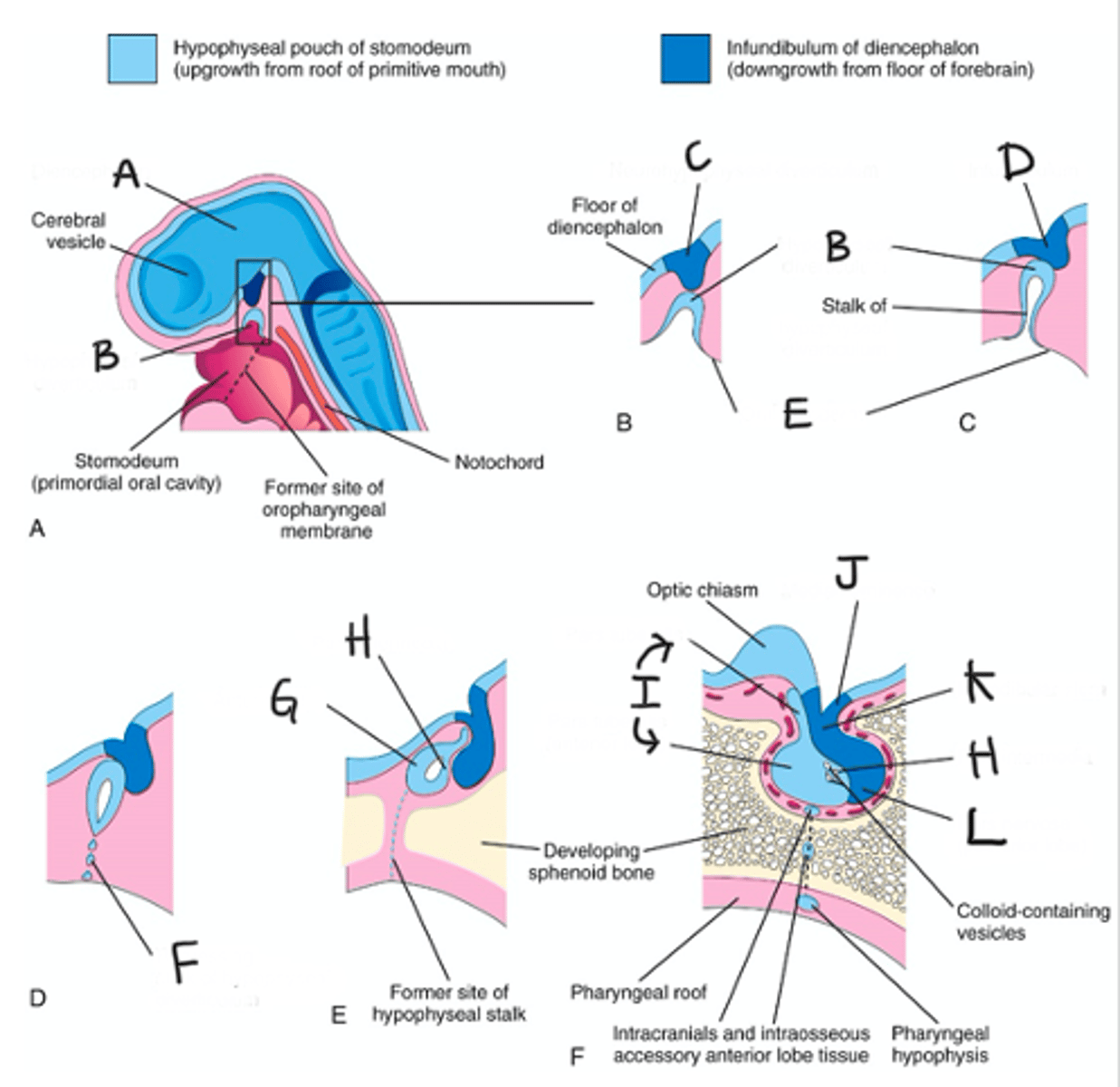 <p>Where does the Posterior Pituitary/NEUROhypophysis come from?</p>