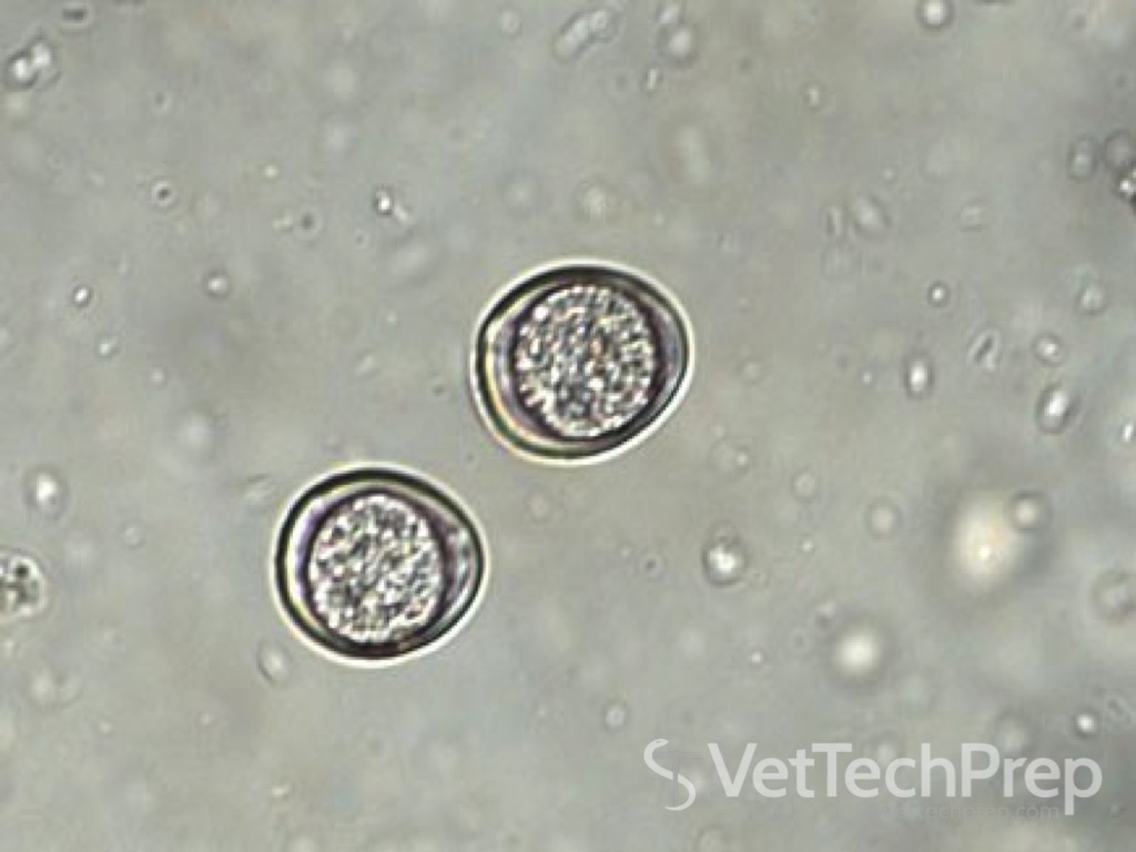 <p>what parasite is this </p><p>whats the scientific name </p>