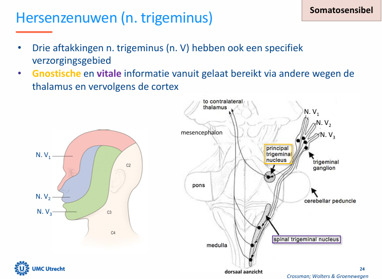 <ul><li><p>laesie rostraal pons: ipsilaterale uitval van gnostisch en vitale sensibiliteit</p></li><li><p>Laesie caudaal pons is alleen vitale sensibiliteit uitval ipsilateraal.</p></li></ul><p></p>