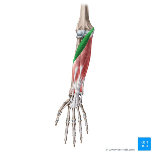<p>goes under brachioradialis</p>