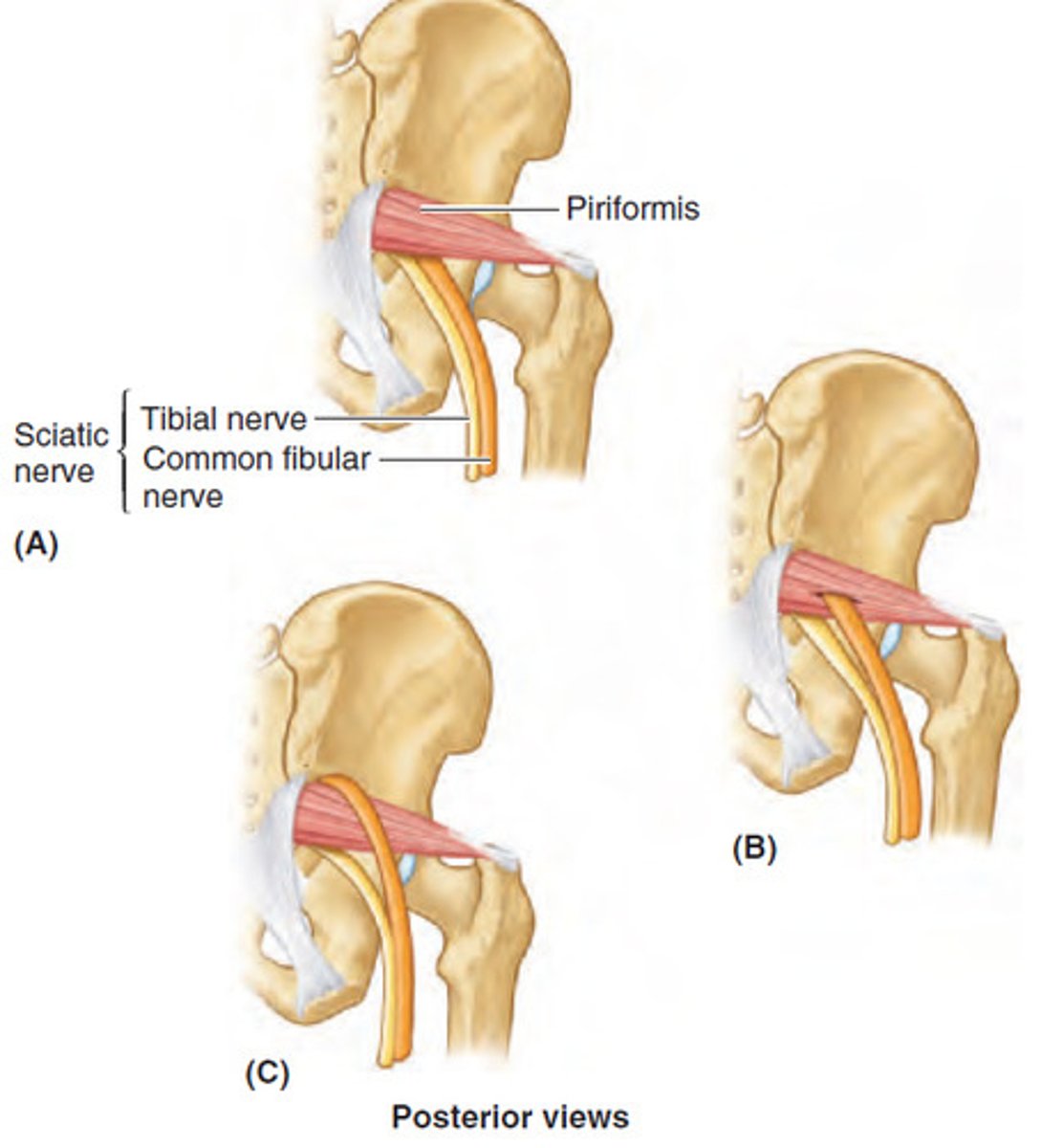 <p>superficial to sciatic nerve</p><p>- can cause pain if tight</p><p>- 20% of people's sciatic nerve goes through piriformis muscle</p>