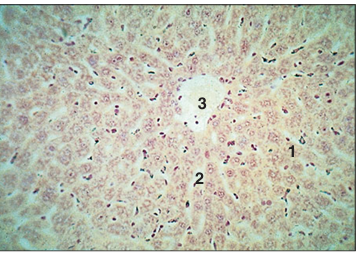 <p>Identify the structure:</p><p>Specie:</p><p>Parts:</p><p>1.__ 2.__ 3.__</p><p>Stain used:</p>