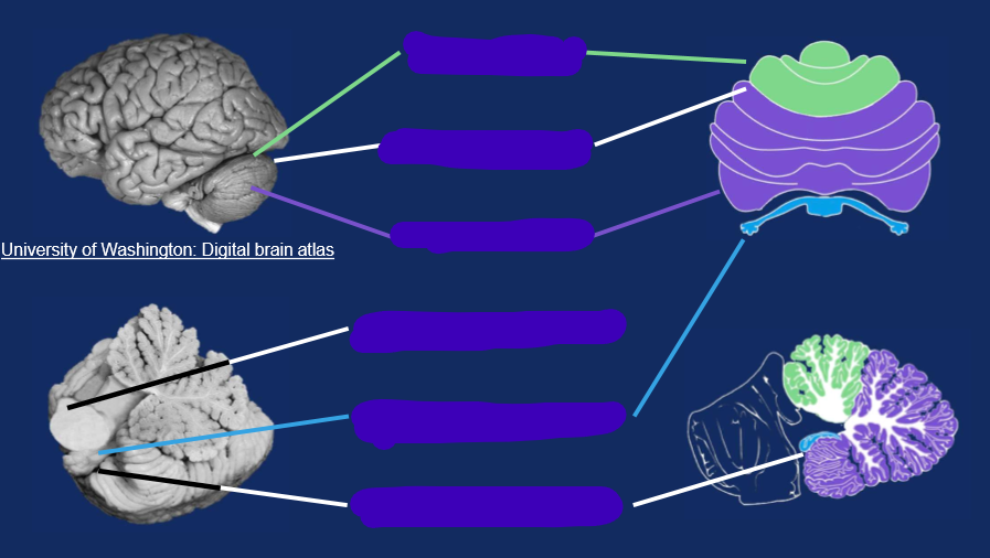 <p>label the cerebellum lobes and fissures</p>