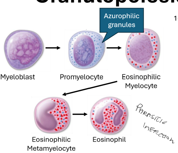 <ul><li><p>Toxic granules </p></li><li><p>Activated during parasitic infection</p></li><li><p>Triggers inflammation </p><ul><li><p>vasoactive substance</p></li><li><p>lipid mediators</p></li><li><p>cytokines</p></li></ul></li><li><p>Degrading or inactivating mediators</p></li></ul><p></p>