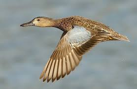 <p>Spatula cyanoptera</p>