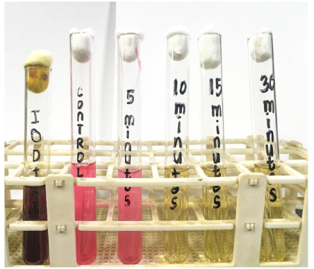 <p>What specific component of the culture medium used in this test is responsible for the color appearance of tubes labeled "control" and "5 minutes"?</p>