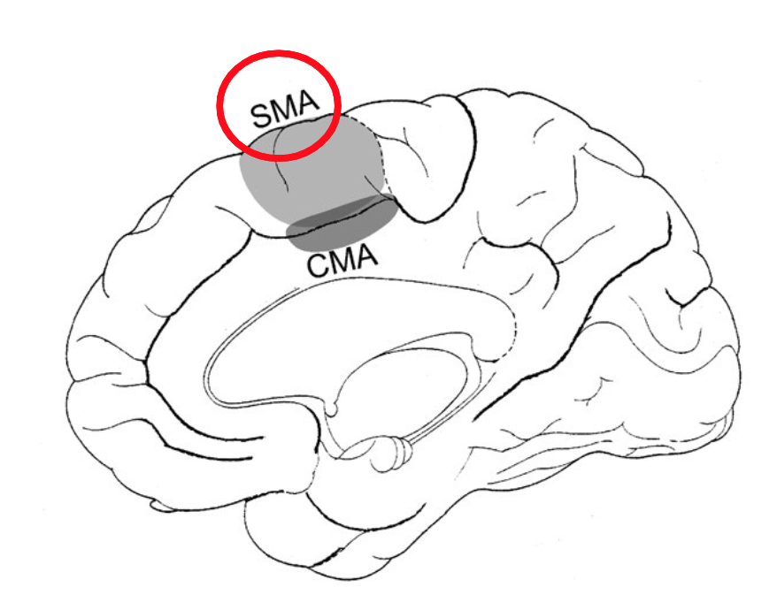 <p>What does the supplementary motor area control?</p>
