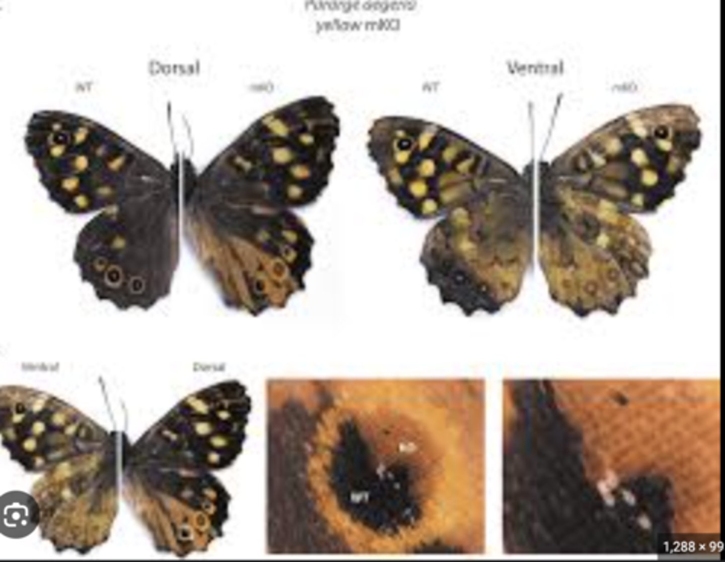 <p>Proteins and the chemical process that harden the cuticle through cross-linking, increasing durability and color.</p>