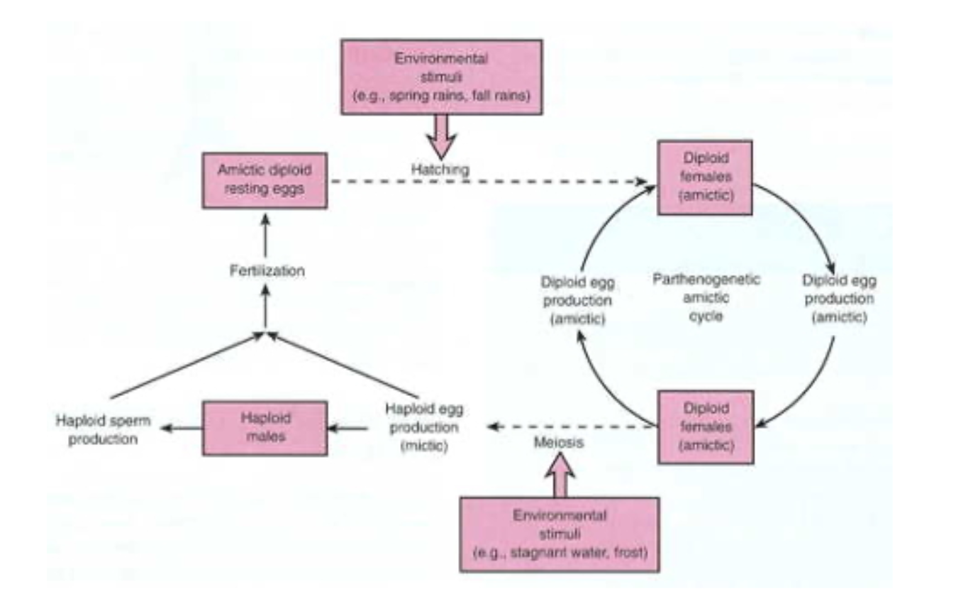 <p>Rotifera Amictic and Mictic Life Cycles</p>