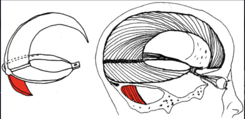 <p>a small midline fold that runs in the space between the two cerebellar hemispheres</p>