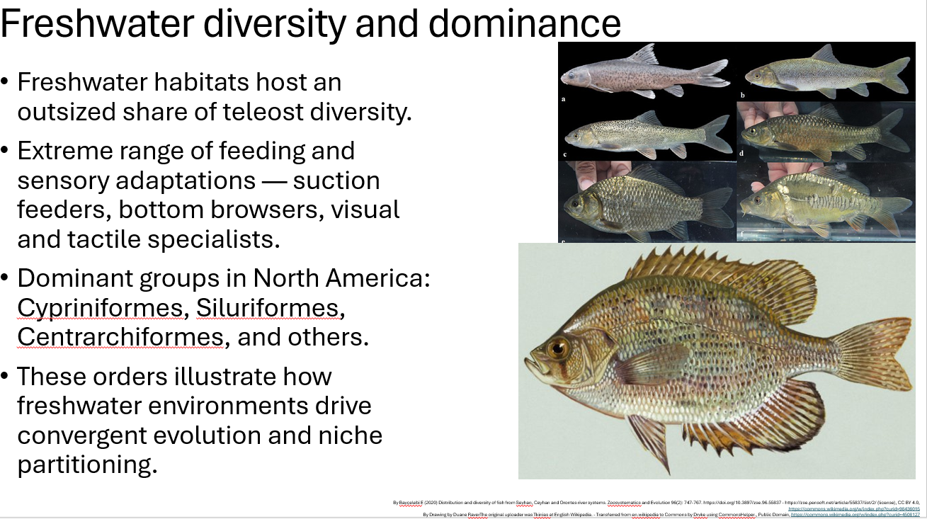 <p><span><span>Freshwater habitats host an outsized share of teleost diversity. There is extreme range of feeding and sensory adaptations — suction feeders, bottom browsers, visual and tactile specialists.</span></span></p>