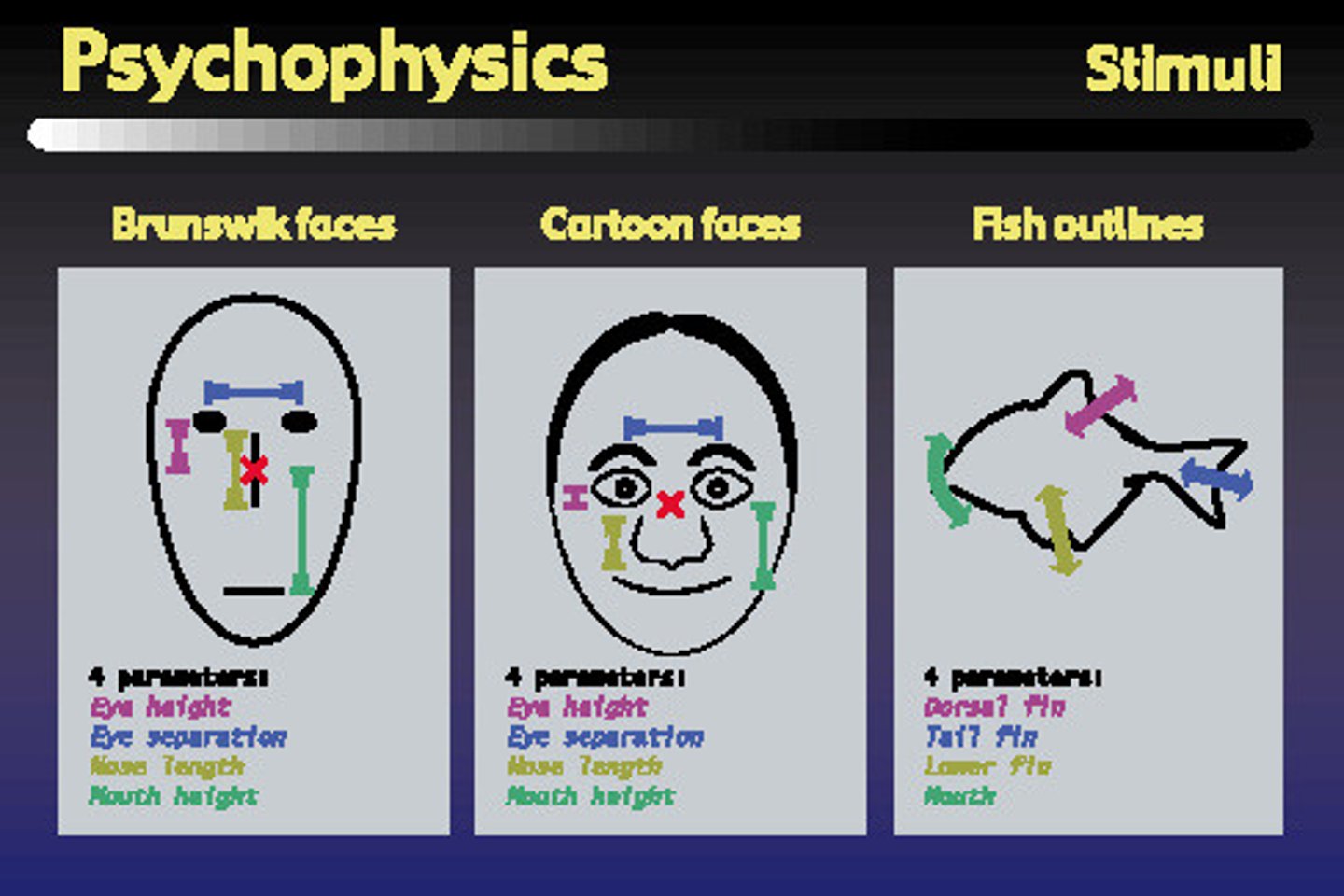 <p>The study of relationships between the physical characteristics of stimuli, such as their intensity, and our psychological experience of them.</p>