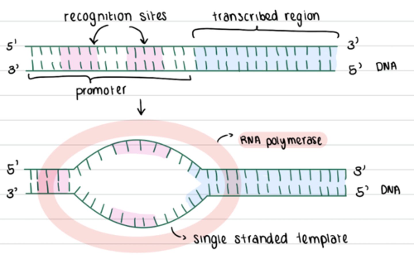 <p>what happens in initiation</p>