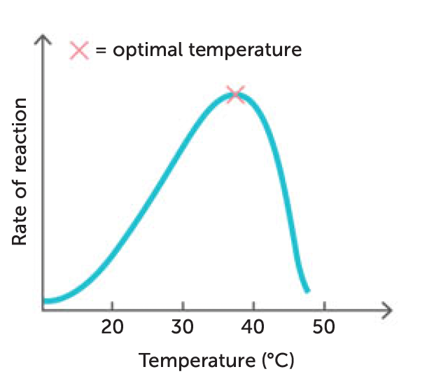 <p>rate of most chemical reactions increases as temp increases</p><ul><li><p>true for most enzymes but only within limited temp range</p></li><li><p>because enzymes are proteins, beyond 45 - 50 degrees, structure changes and become denatured</p></li><li><p>temperature at which an enzyme works best is optimum temperature (for most enzymes in the body this is 30-40 degrees)</p></li></ul><p></p>